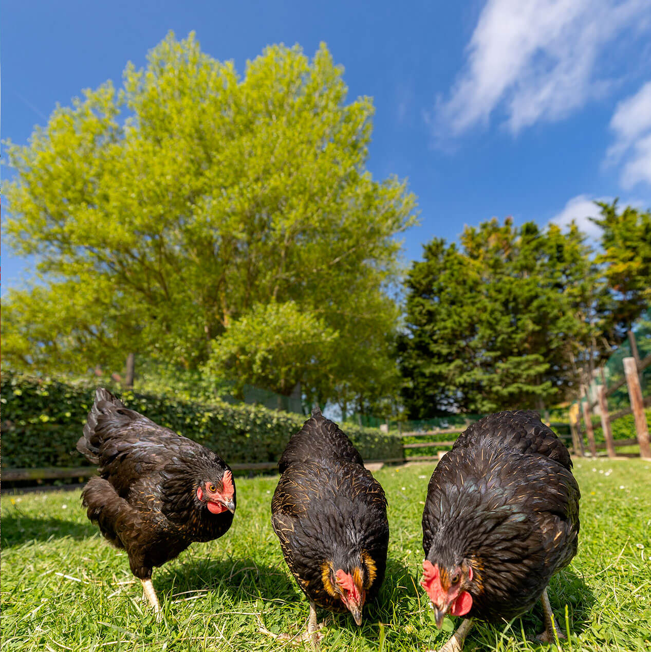 Chickens - La Rançonnière Farm
