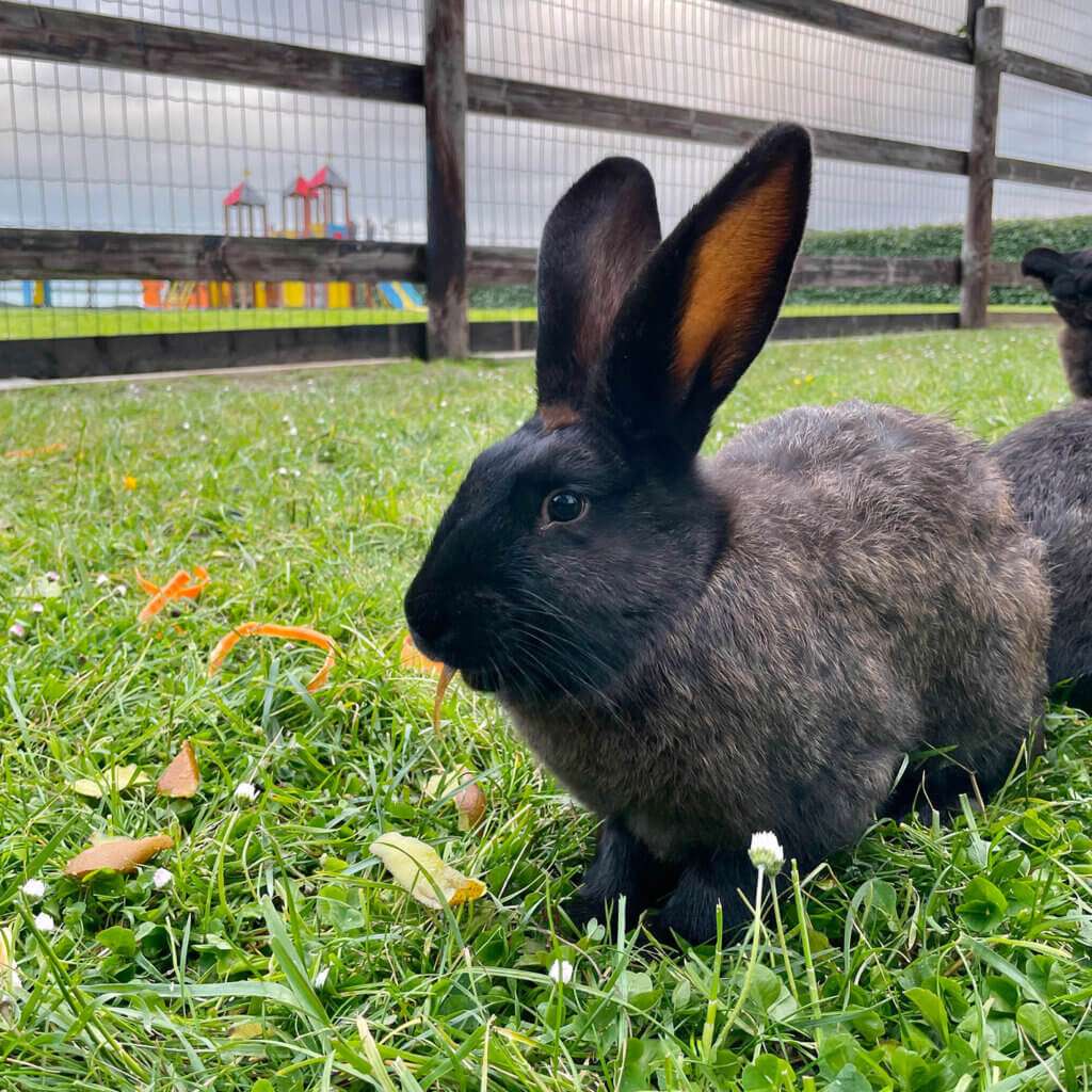 Lapin qui mange