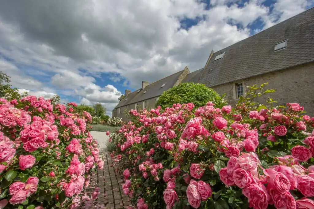 Rosier en fleurs propice aux voyage en amoureux a l'hotel Ferme de la Ranconniere en Normandie